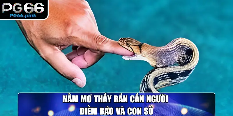Nằm mơ thấy rắn cắn người điềm báo và con số